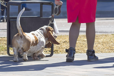 猎犬犬狗走在皮带, 后视图