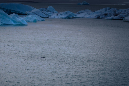 Jokulsarlon2018年5月05日 冰岛 Jokulsarlon 冰山泻湖的海豹