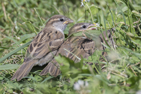 母亲麻雀麻雀打电话给他妈妈吃午饭.照片