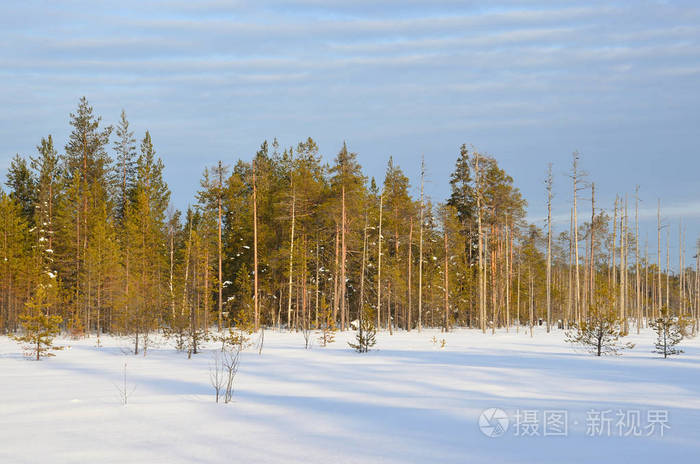 俄罗斯冬季景观.阿尔汉格尔斯克地区, markomusy 针叶林