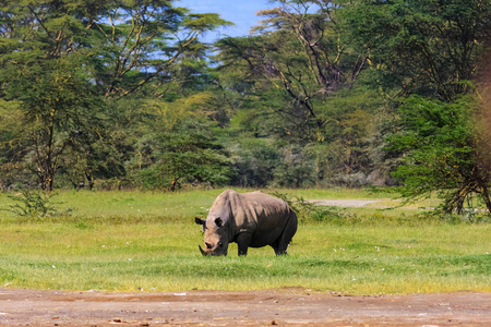 大白犀牛在肯尼亚纳库鲁湖公园