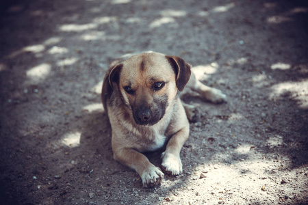 大单身狗表情图片