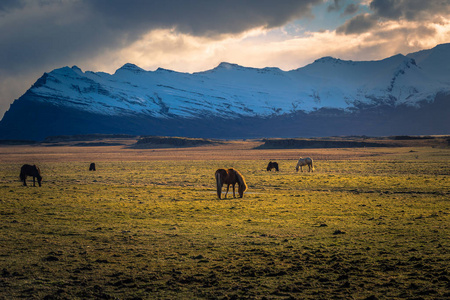 冰岛荒野2018年5月05日 冰岛的马在沙漠中的荒野