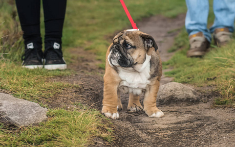 英国斗牛犬小狗3月沿路径行走