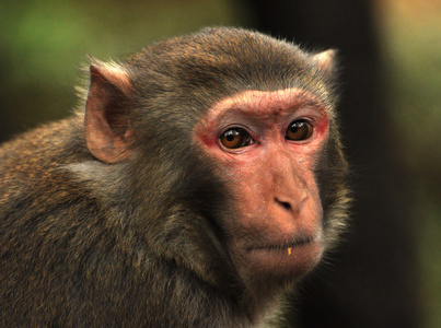 狨猴图片