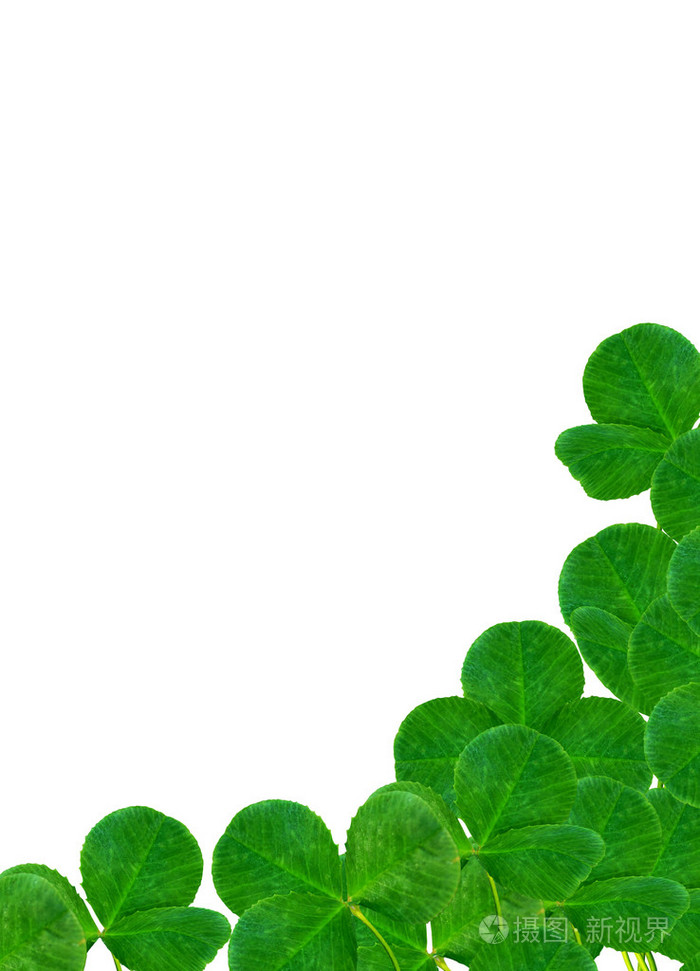 在白色背景上的四叶苜蓿
