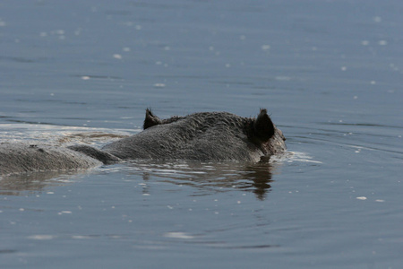 野生河马在非洲河流水河马 河马 amphibius