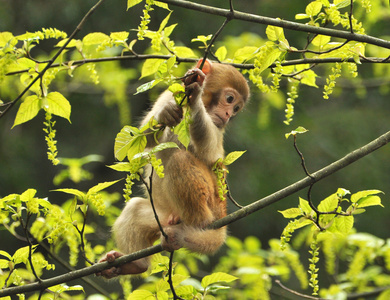 小猴子在树上,张家界森林公园照片