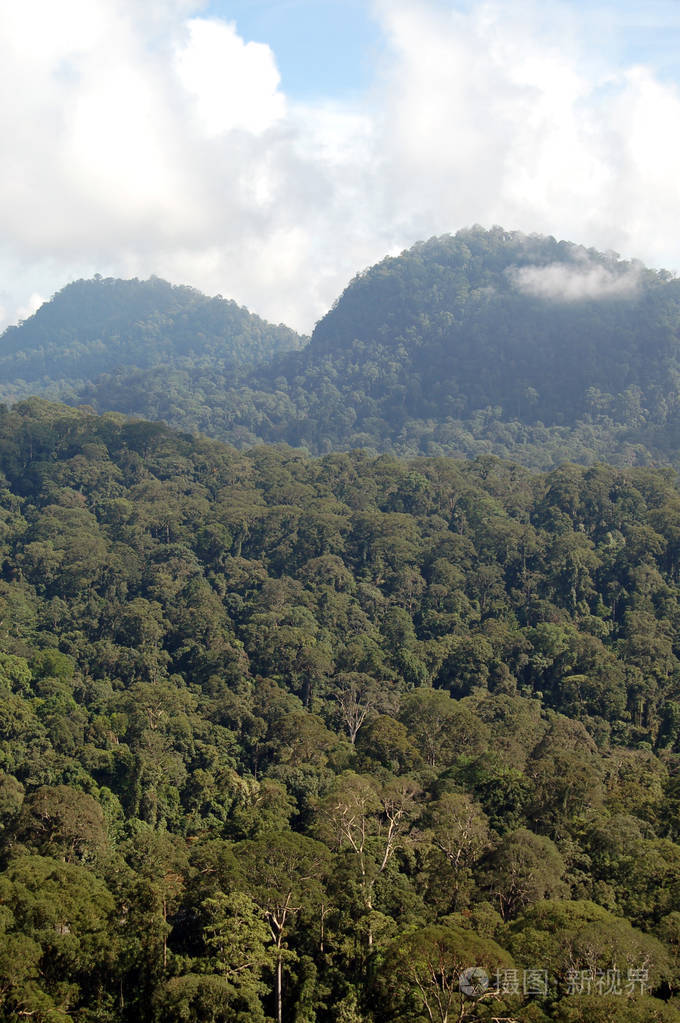 茂密的婆罗洲雨林的观点