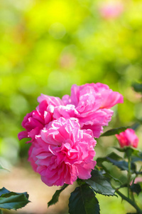粉红色的玫瑰盛开在花园里, 粉红色的玫瑰在一个模糊的背景, 鲜花与复制空间, 花束准备, 春季花园, 艺术