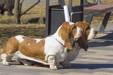 两只狗猎犬朝一个方向看