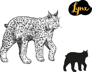山猫图片-山猫素材-山猫插画-摄图新视界