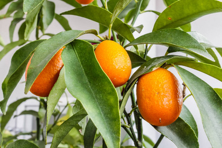 与果实的金橘树的特写