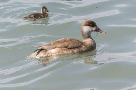 内塔 rufina, 雌红冠 Pochard 湖