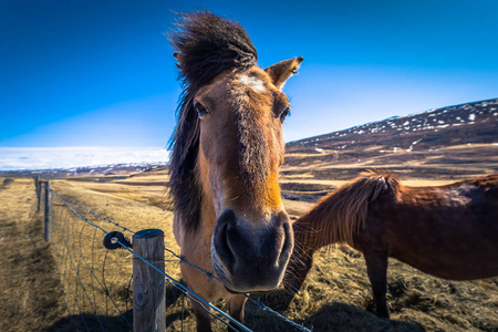 冰岛荒野2018年5月06日 冰岛的马在沙漠中的荒野