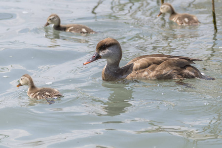 内塔 rufina, 女红冠 Pochard 和她的小狗