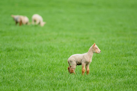 小羊在草地上图片