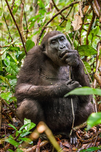 低地大猩猩在刚果丛林