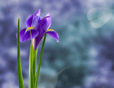 紫罗兰色背景下的美丽花朵意象