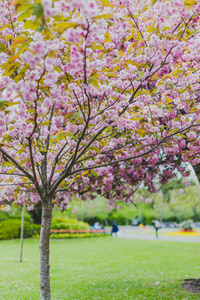 春天的城市公园里有很多花 surroun 的粉红树