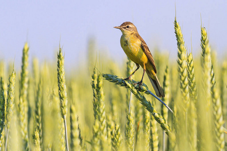 鹡鸰收割象征着鸟儿坐在麦子穗上, 野生动物, 西黄鹡鸰照片
