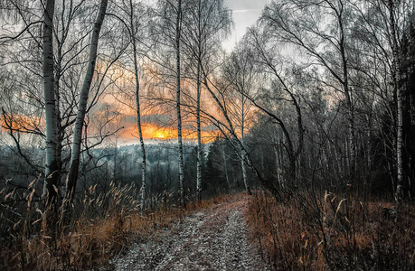 在秋天的树林在日落黄昏路照片