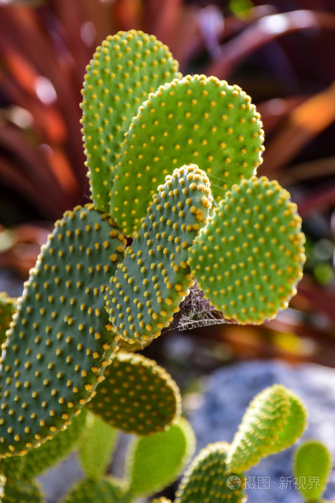 详细的仙人掌,有它的刺照片-正版商用图片0ohy35-摄图新视界