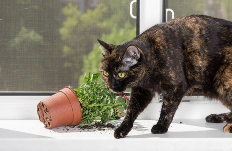 国产猫龟色把花盆落在窗台上