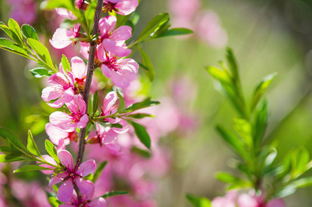 粉红色的野生杏仁树开花