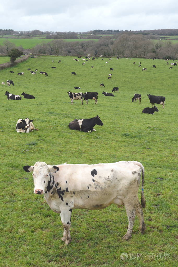 群奶牛照片-正版商用图片0ohynx-摄图新视界