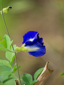 藤蔓上 Clitoria ternatea 花的特写