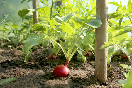 新鲜萝卜从自己的庭院在幼嫩植株上模糊的背景与土壤中的硬币番茄和