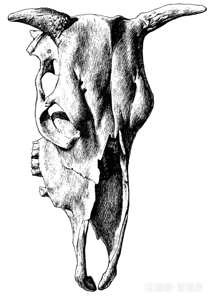 与牛头骨图