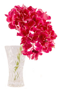 紫色和粉色霍滕西亚，透明花瓶中的绣球花