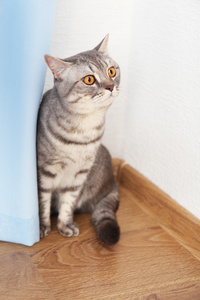 坐在旁边的蓝色门帘的可爱只灰色的猫