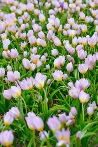 不同种类的郁金香和五颜六色的花朵在国王的花卉花园库肯霍夫 欧洲花园, 荷兰荷兰