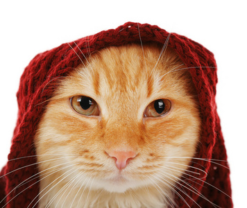 红猫用栗色的肖像针织围巾