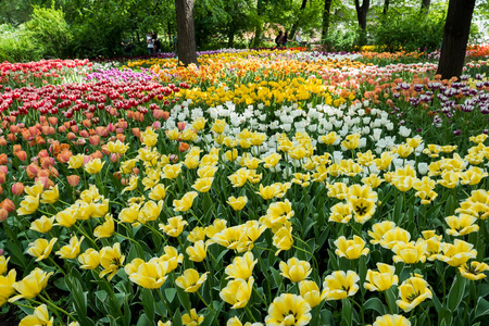 色彩艳丽的郁金香花盛开的花园