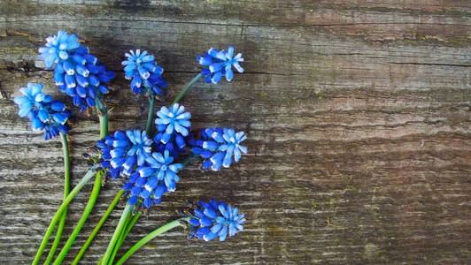 春天的花朵。木质背景上的蓝色 Muscari