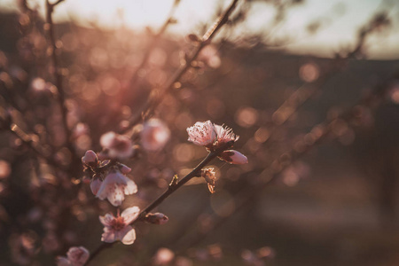 美丽的花桃。与上一个春日，日落的花朵背景