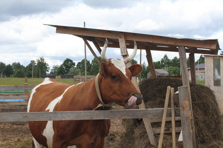 lickens在农场发现了红白相间的母牛.母牛 lickens.