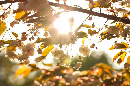 樱花枝在阳光下, 粉红色的花朵在一个模糊的背景, 阳光明媚的早晨在
