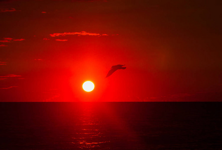 为背景，大海和太阳在日出时飞行的海鸥