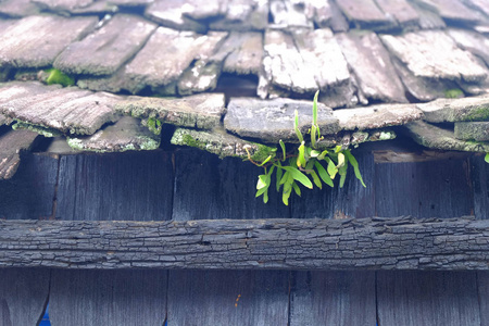 用木头做的房子屋顶上生长的青草