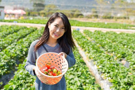 采摘草莓从草地上的女人