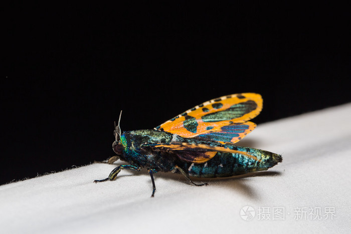 在自然的山羊蛾