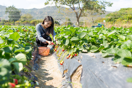 女人享受采摘草莓