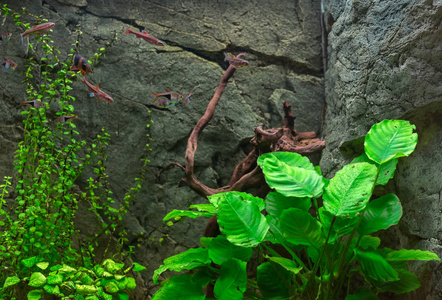 与植物和鱼类淡水绿色水族馆