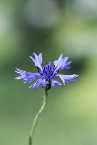 抽象花特写