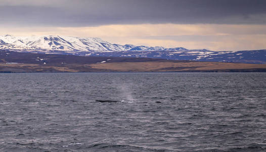 胡萨维克2018年5月07日 位于冰岛胡萨维克的鲸鱼观赏之旅中的驼背鲸